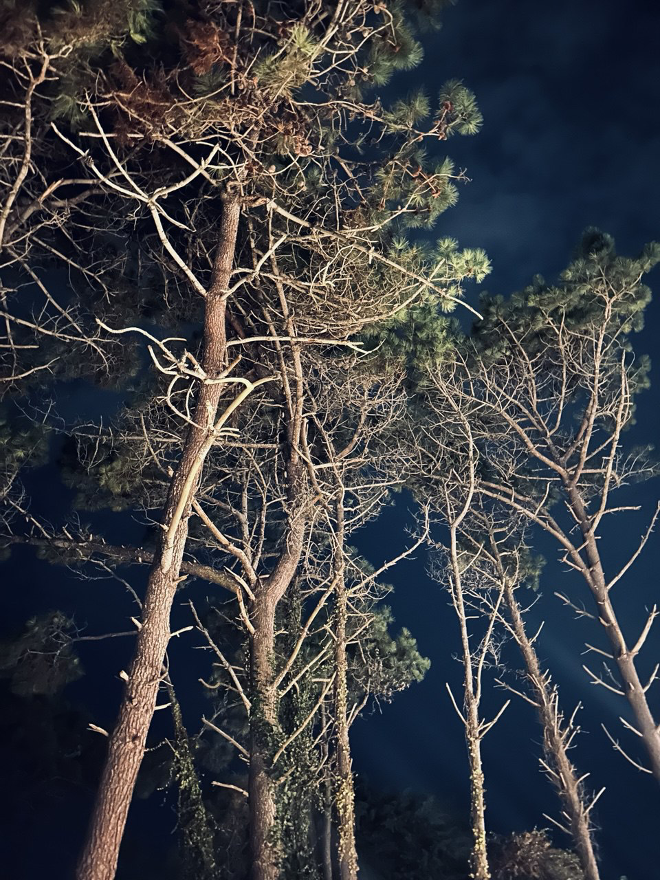 Bosque de pinos de Cariló iluminado durante la noche