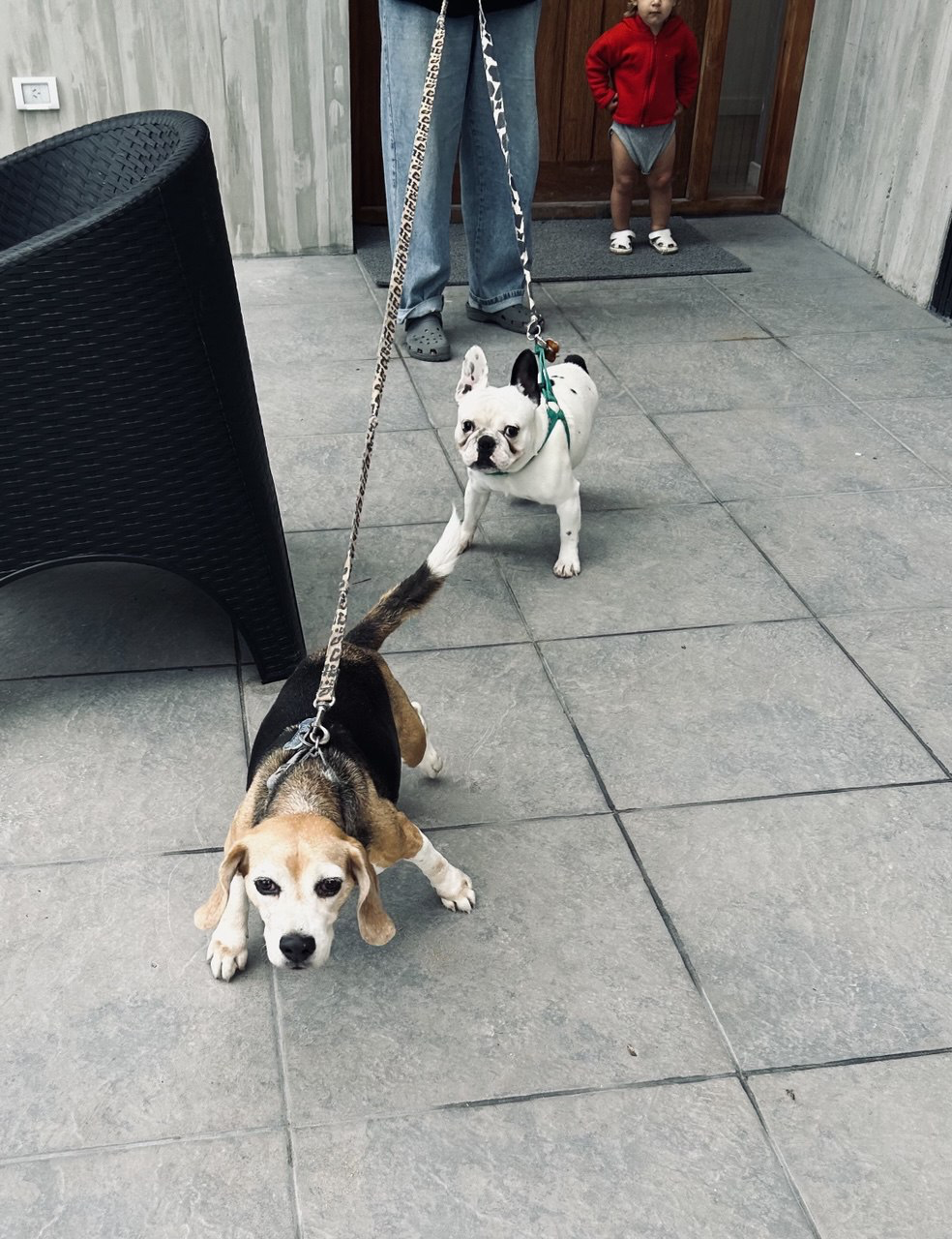 Alojamiento pet-friendly para perros y mascotas en Cariló